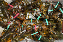 Live Lobsters