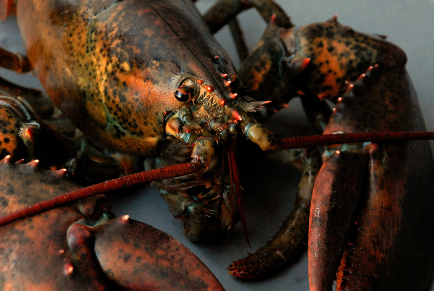 Live Lobsters