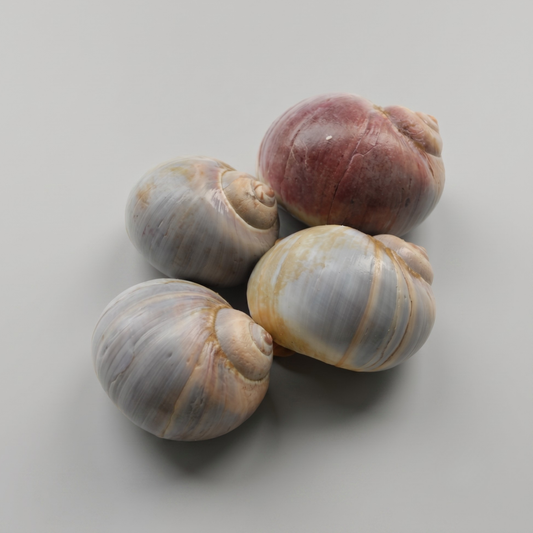live moon snails