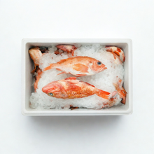 ocean perch red fish fresh seafood