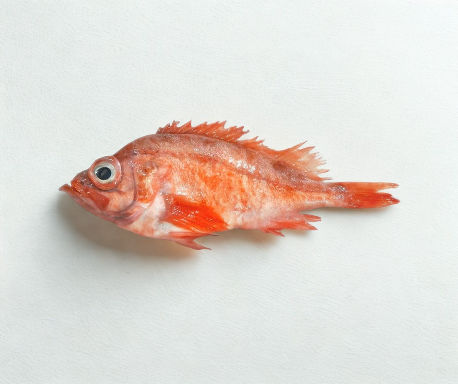 fresh ocean perch fish 