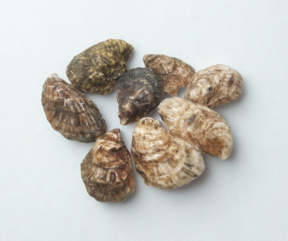 鲜活科德角生蚝（由我们精选）