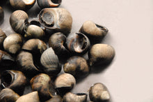 Live Periwinkles (Babbalucci)