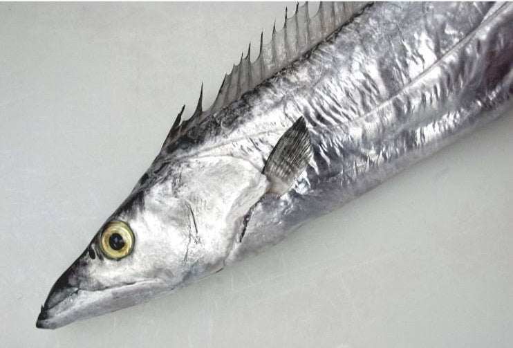 Fresh Atlantic Cutlassfish - Ribbon Fish (Belt Fish)