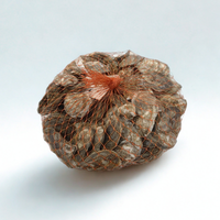 Bulk Rowley River Babe Oysters - 100 pc