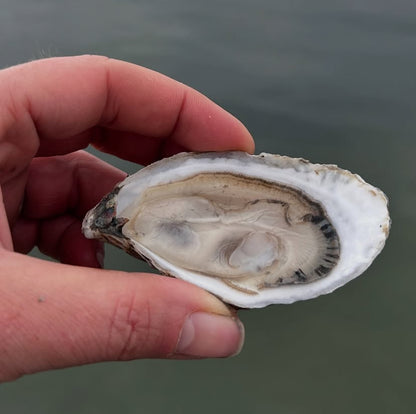 rowley river baby oysters