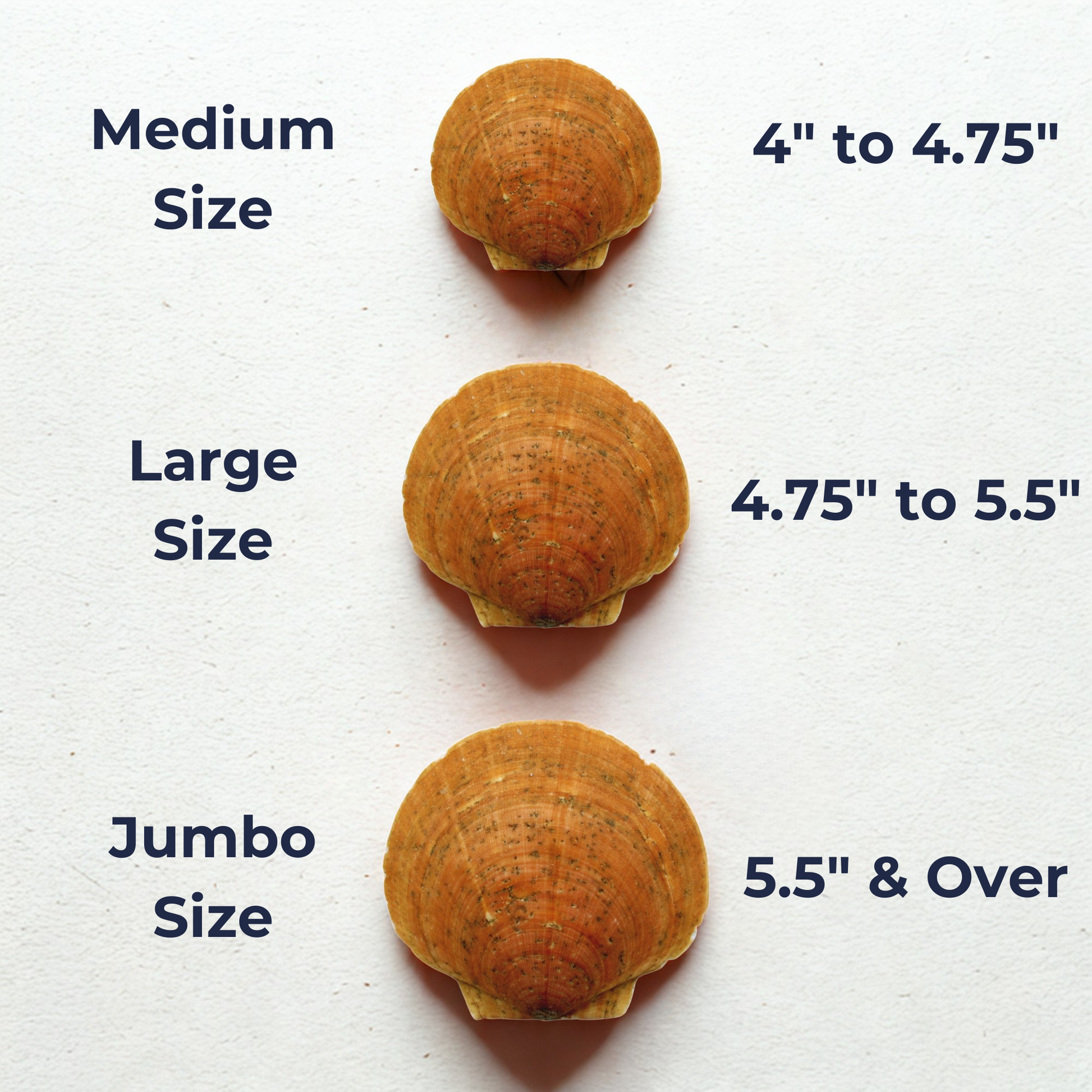 sizes of scallop shells