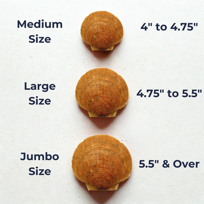 sizes of scallop shells