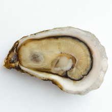 wellfleet oyster intershell