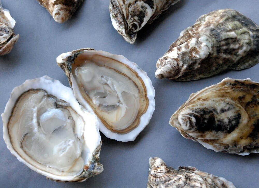 Freshly shucked oysters on ice, the heart of a raw bar