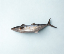 大西洋西班牙鲭鱼