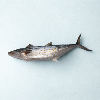 whole_spanish_mackerel